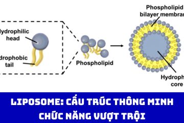 Liposome: Cấu trúc thông minh, chức năng vượt trội